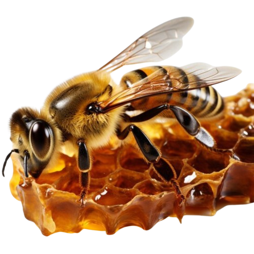 100% Natural Honey